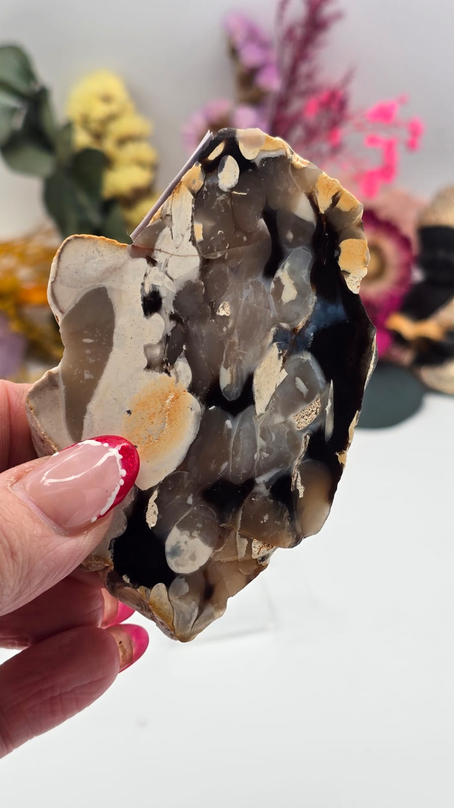 Peanut Wood (Opalised) Slice