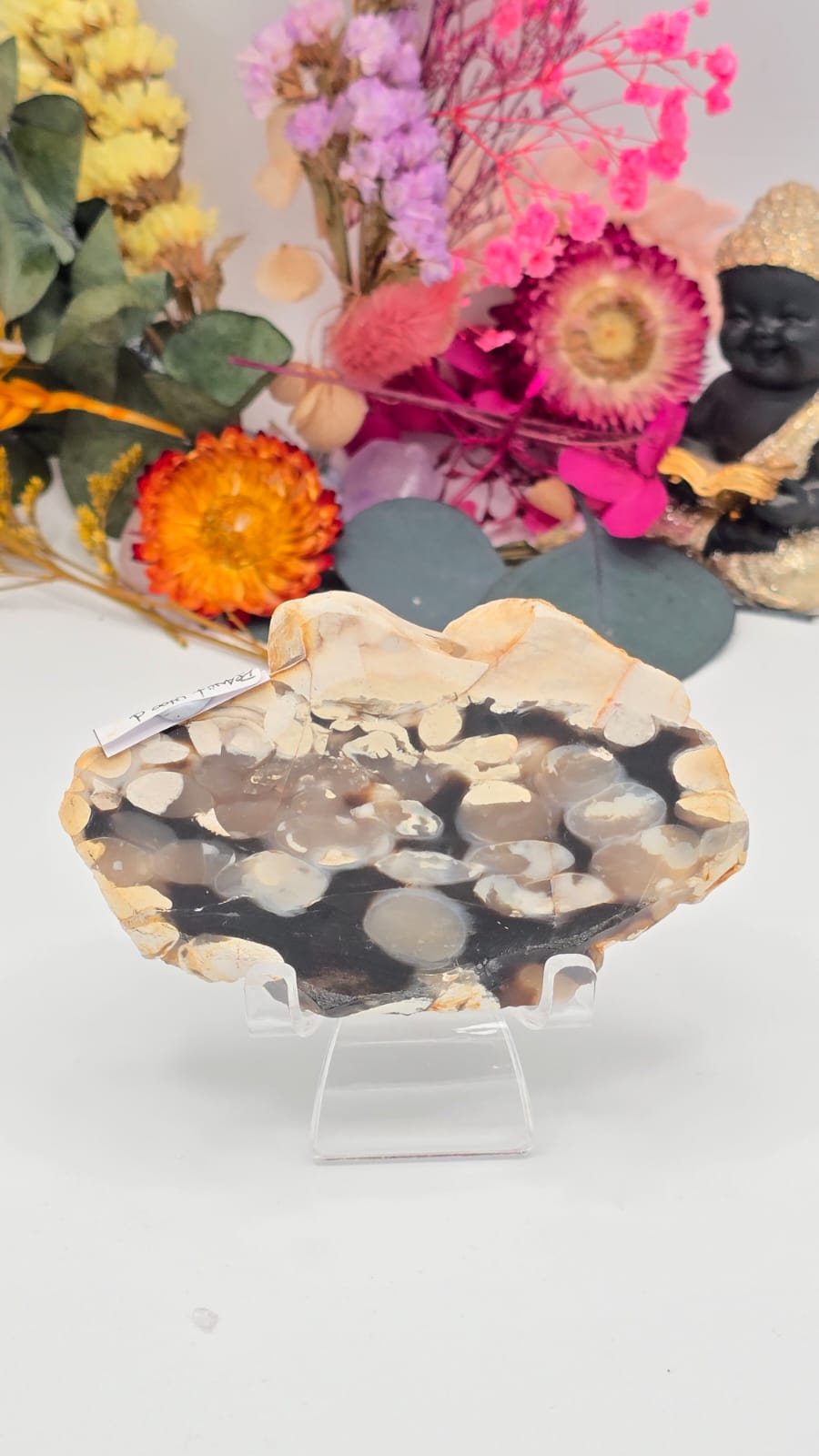 Peanut Wood (Opalised) Slice