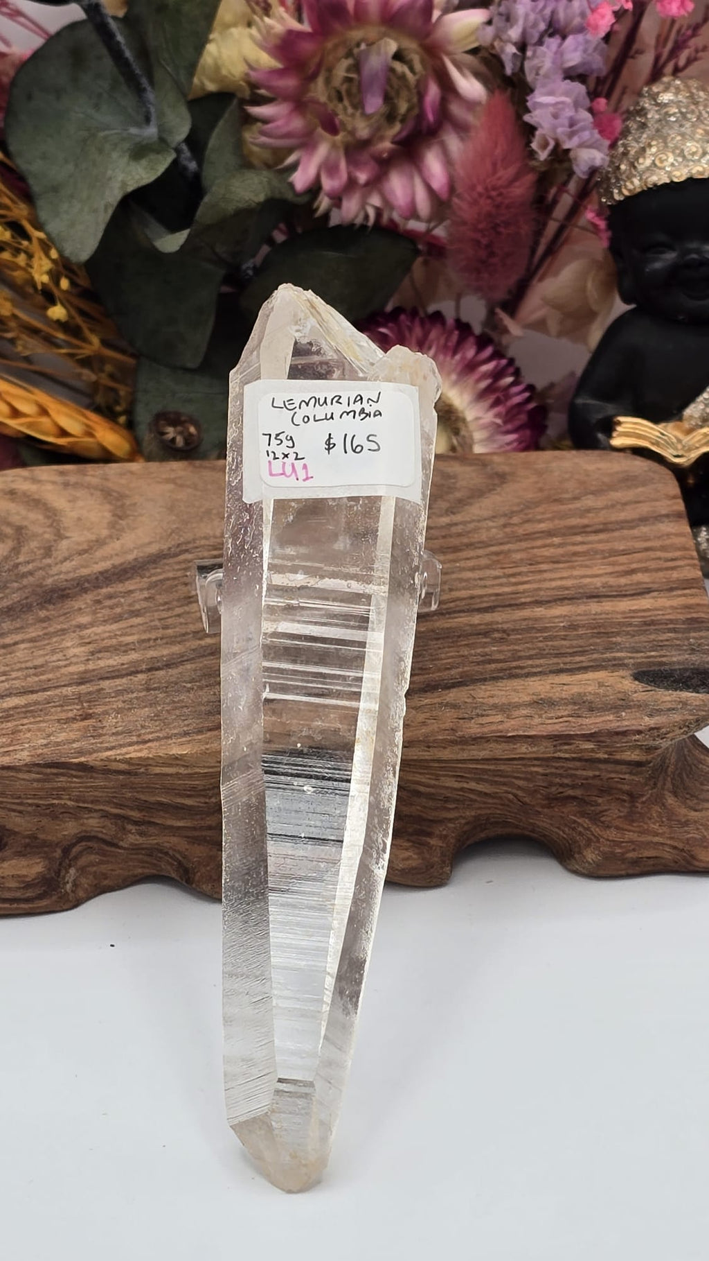 Lemurian ( Columbia)