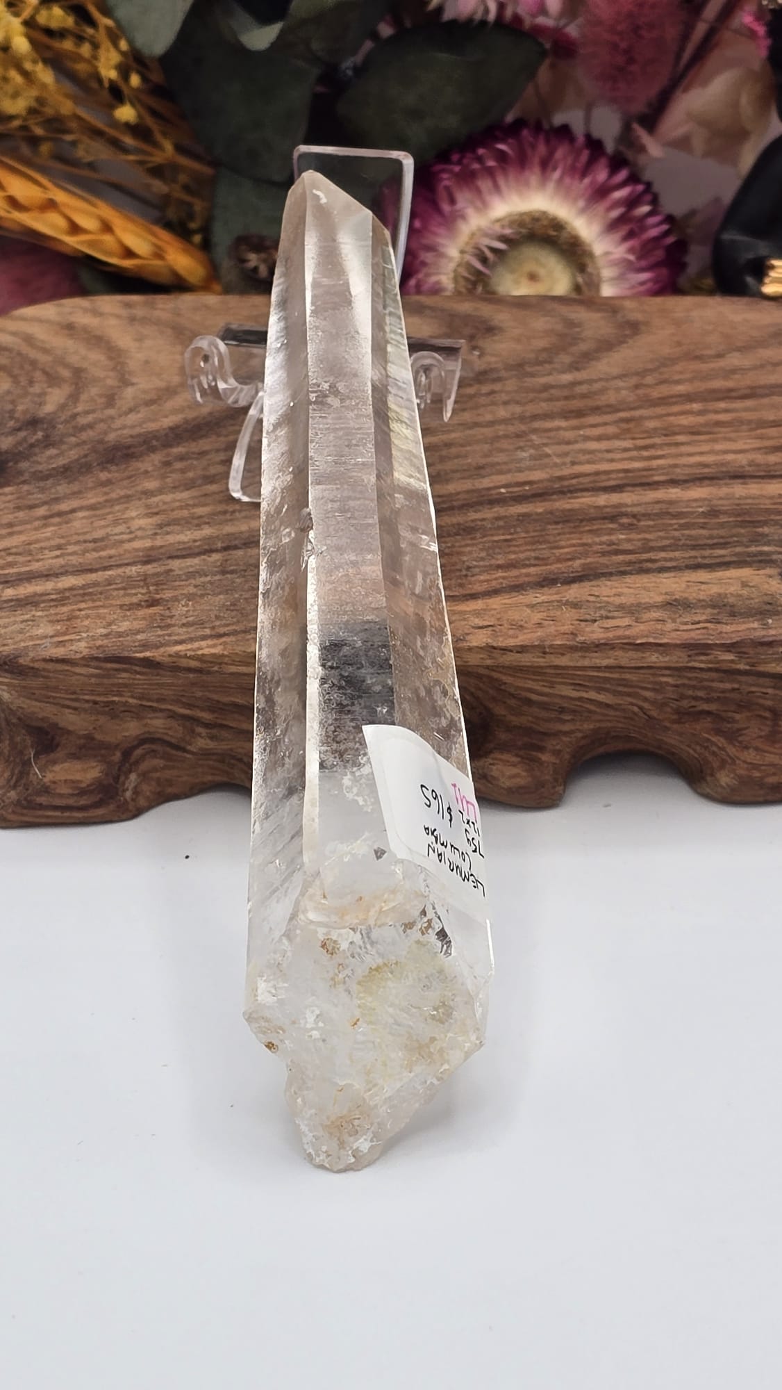 Lemurian ( Columbia)