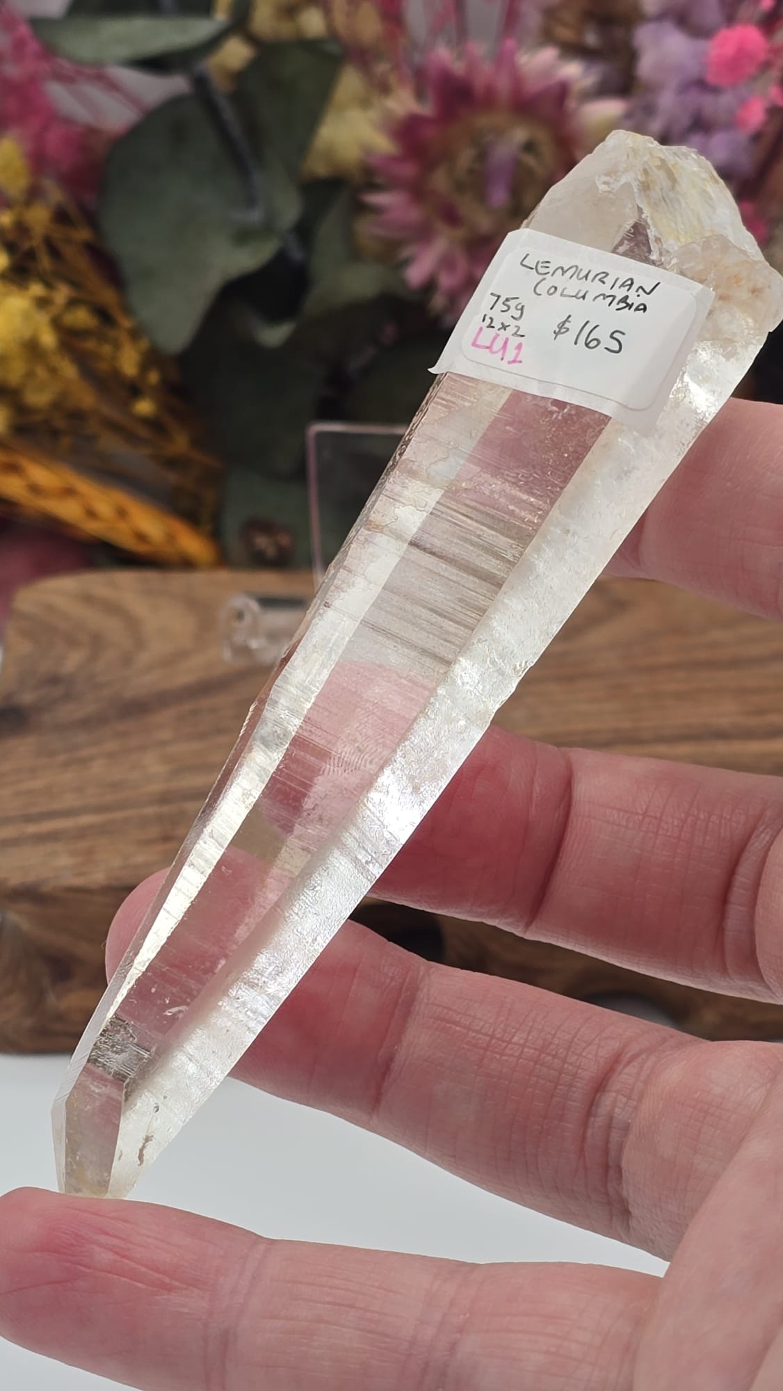 Lemurian ( Columbia)