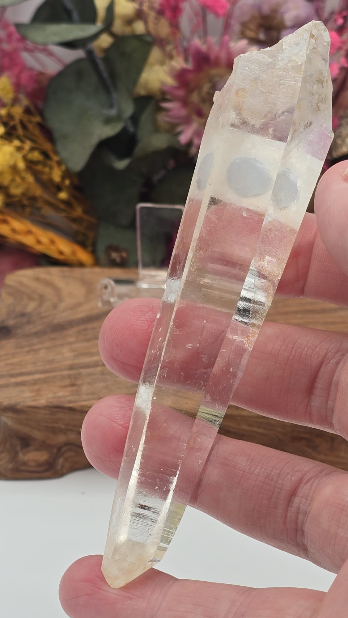 Lemurian ( Columbia)