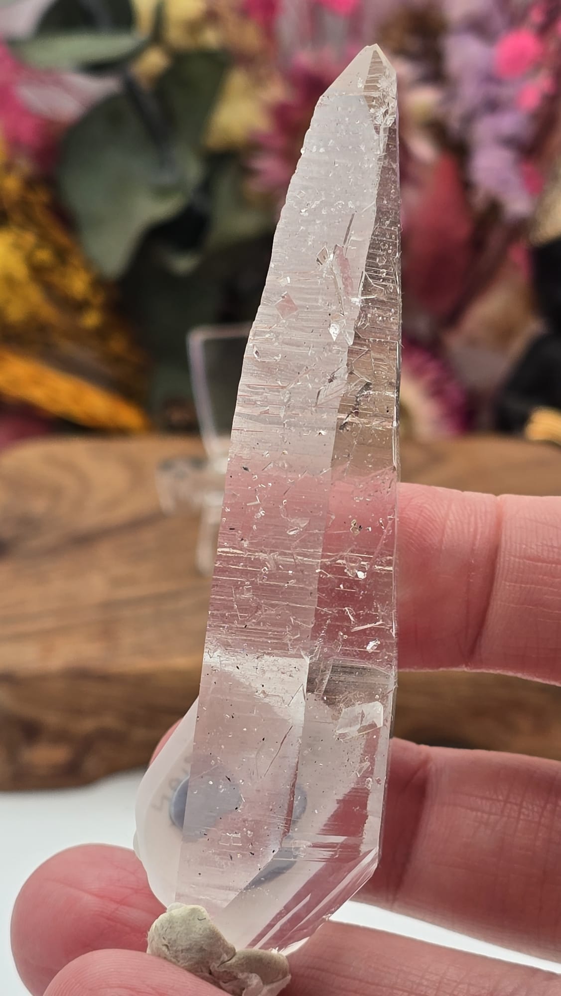 Lemurian ( Columbia)