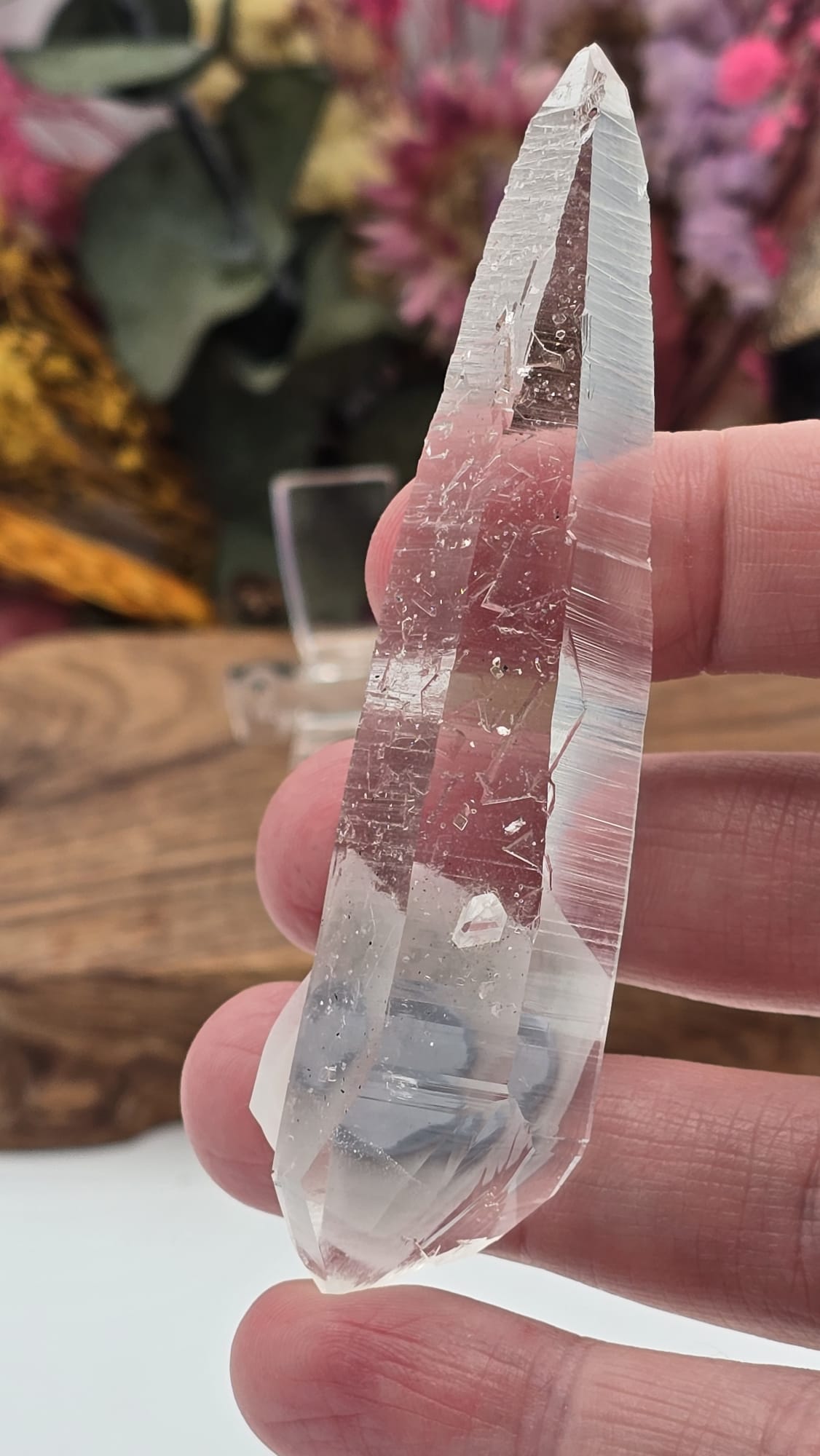 Lemurian ( Columbia)