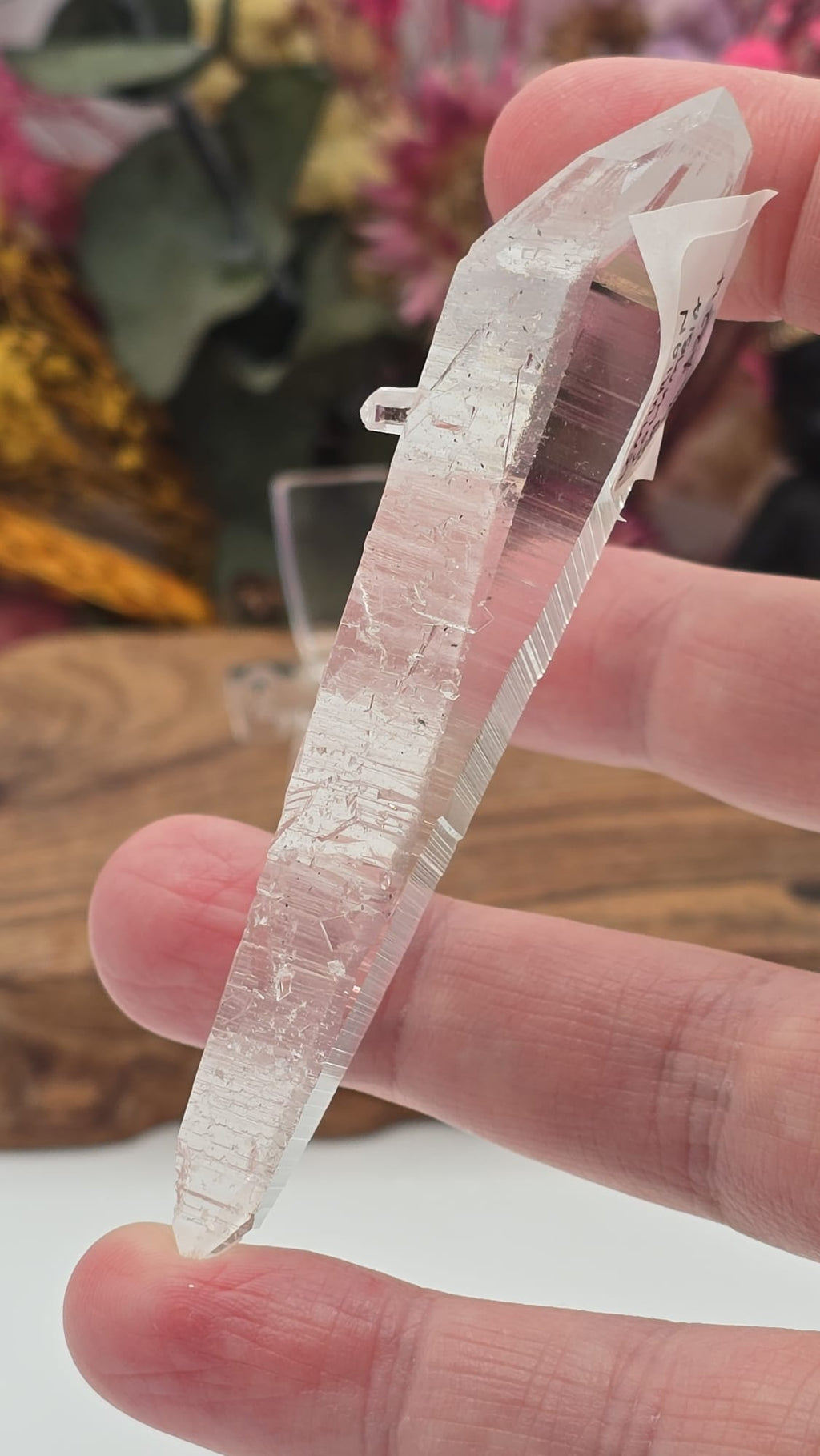 Lemurian ( Columbia)
