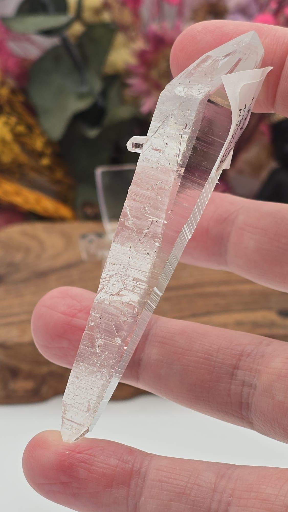 Lemurian ( Columbia)