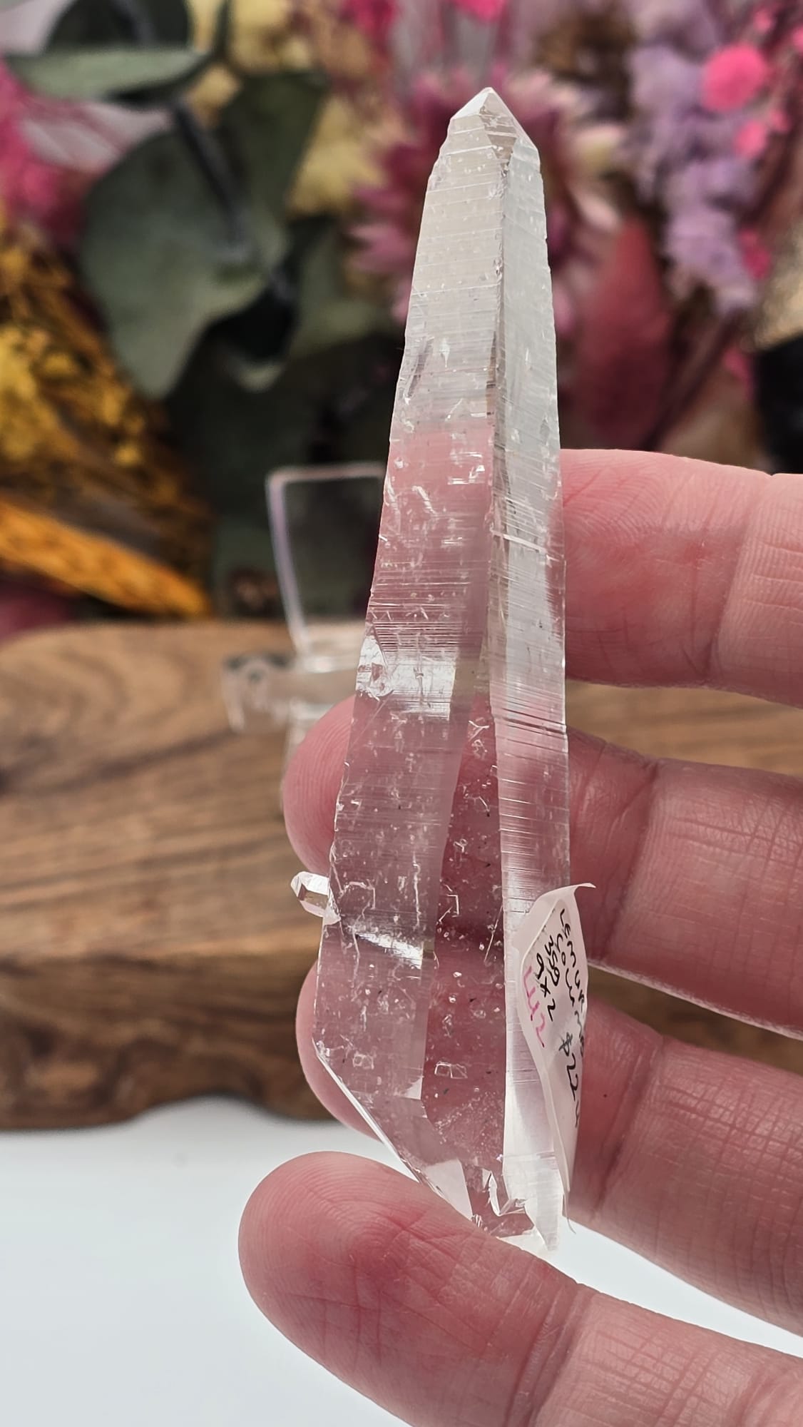 Lemurian ( Columbia)