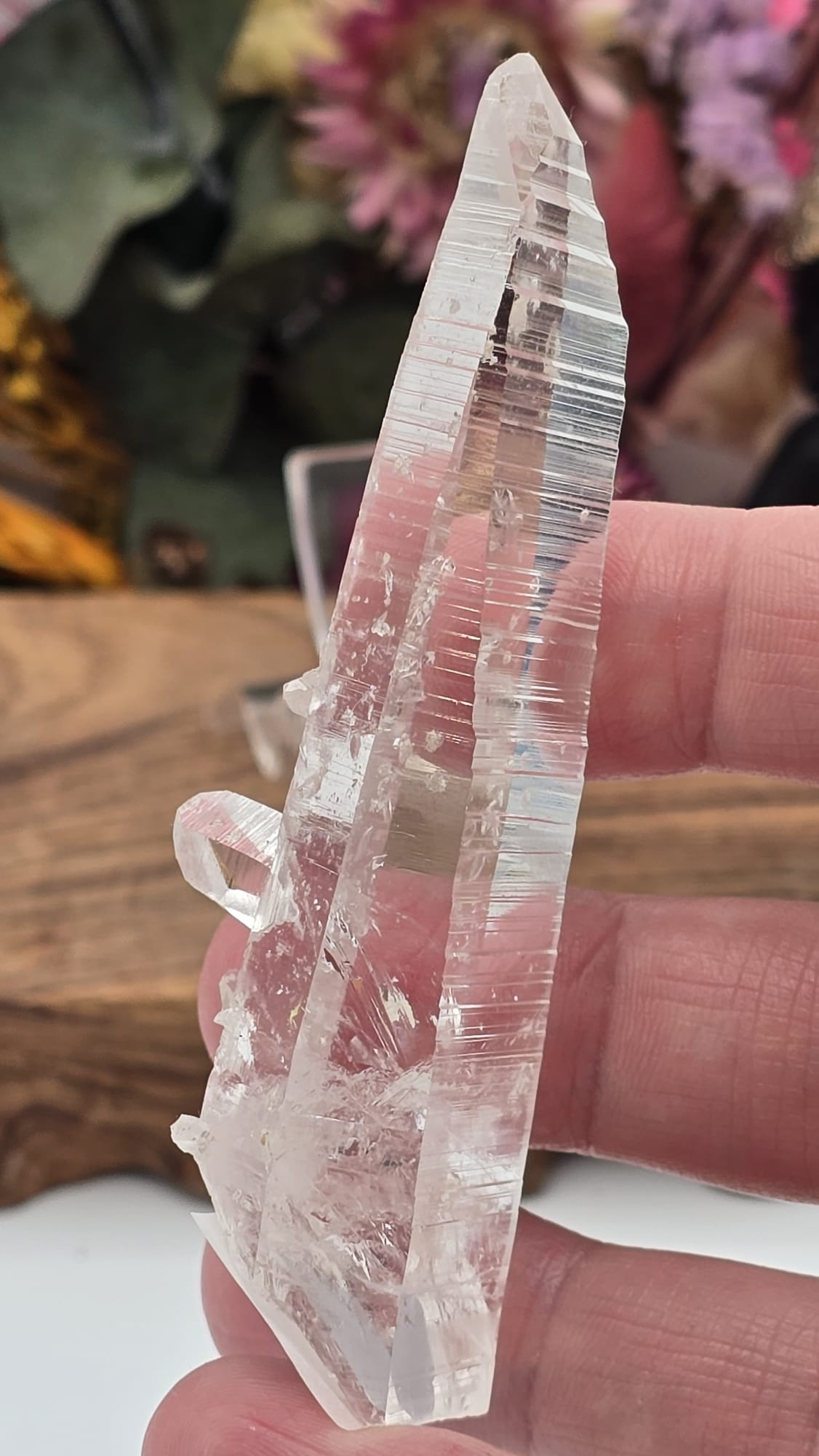 Lemurian ( Columbia)