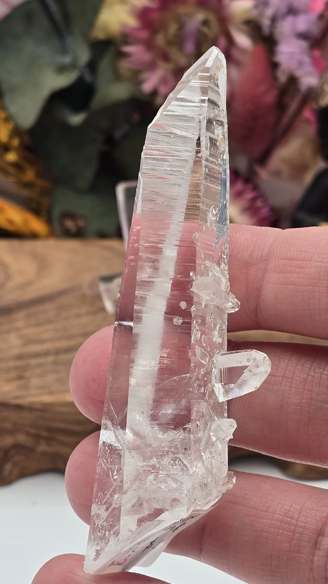 Lemurian ( Columbia)