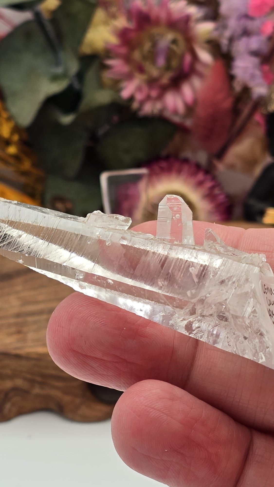 Lemurian ( Columbia)