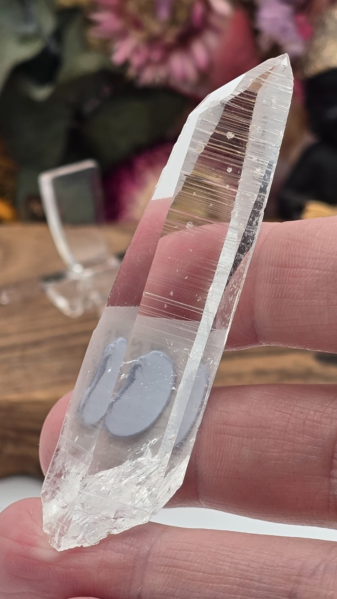 Lemurian ( Columbia)