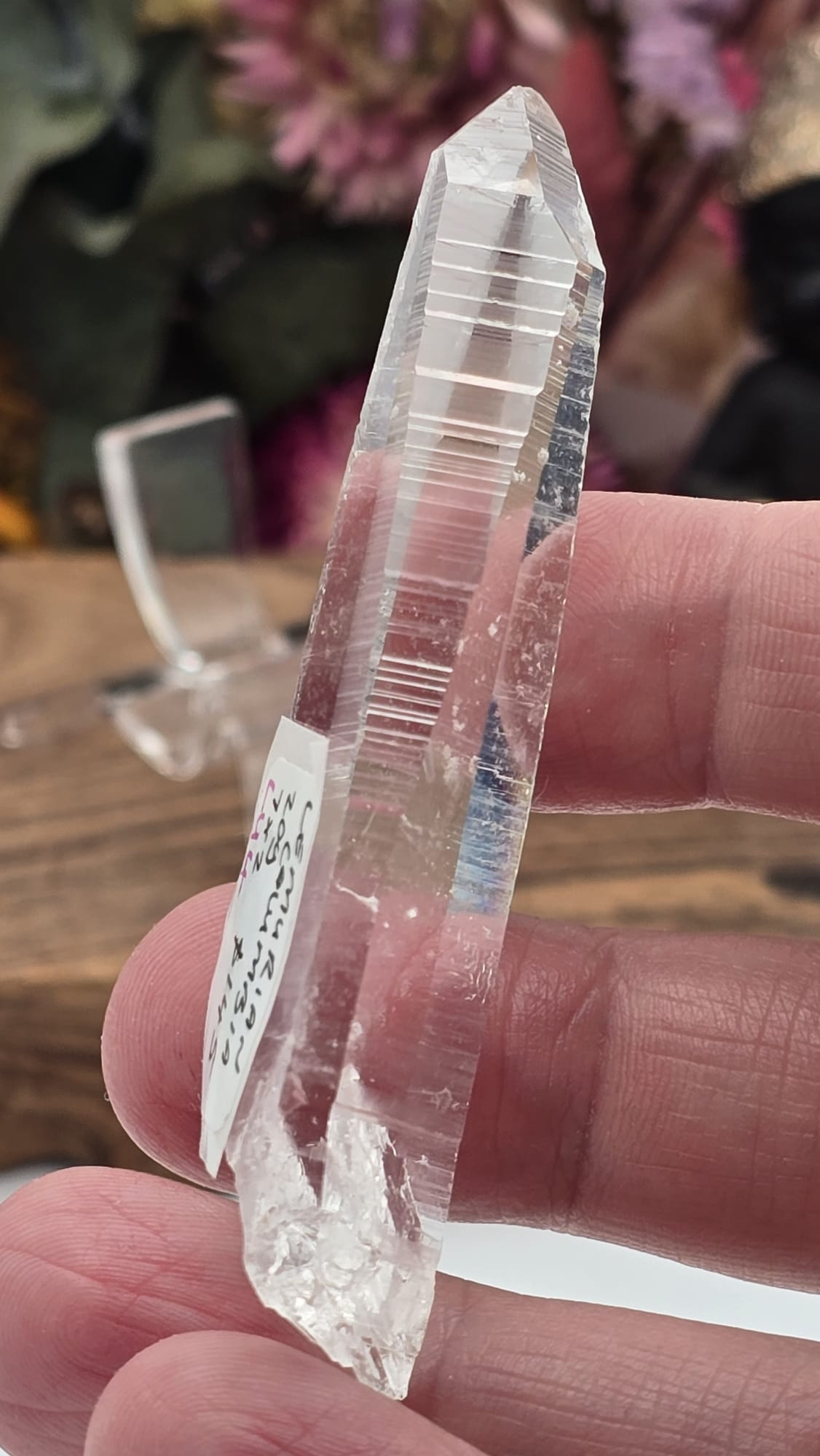 Lemurian ( Columbia)