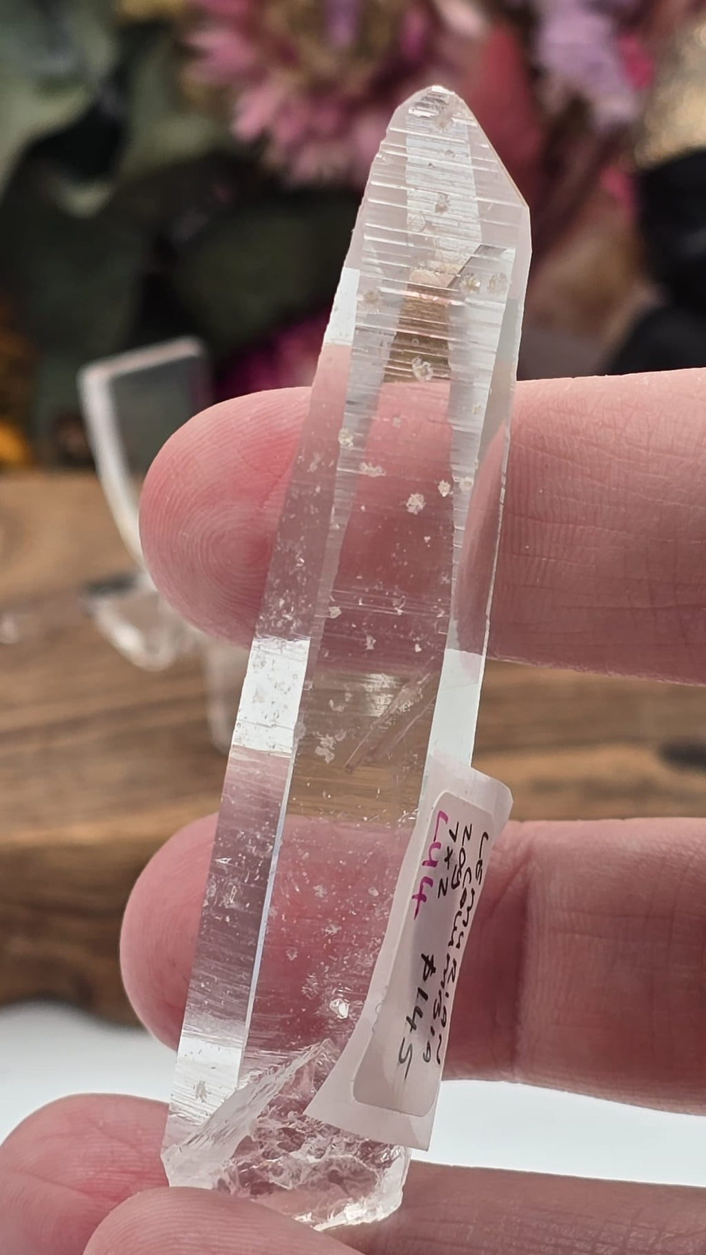 Lemurian ( Columbia)