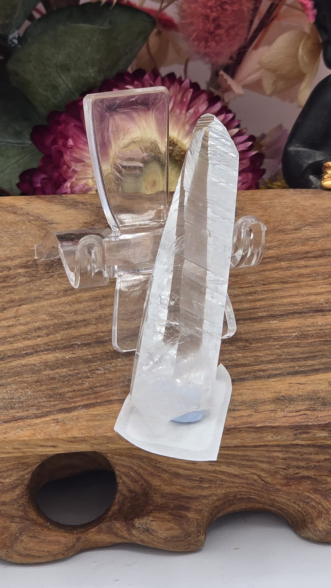 Lemurian ( Columbia)