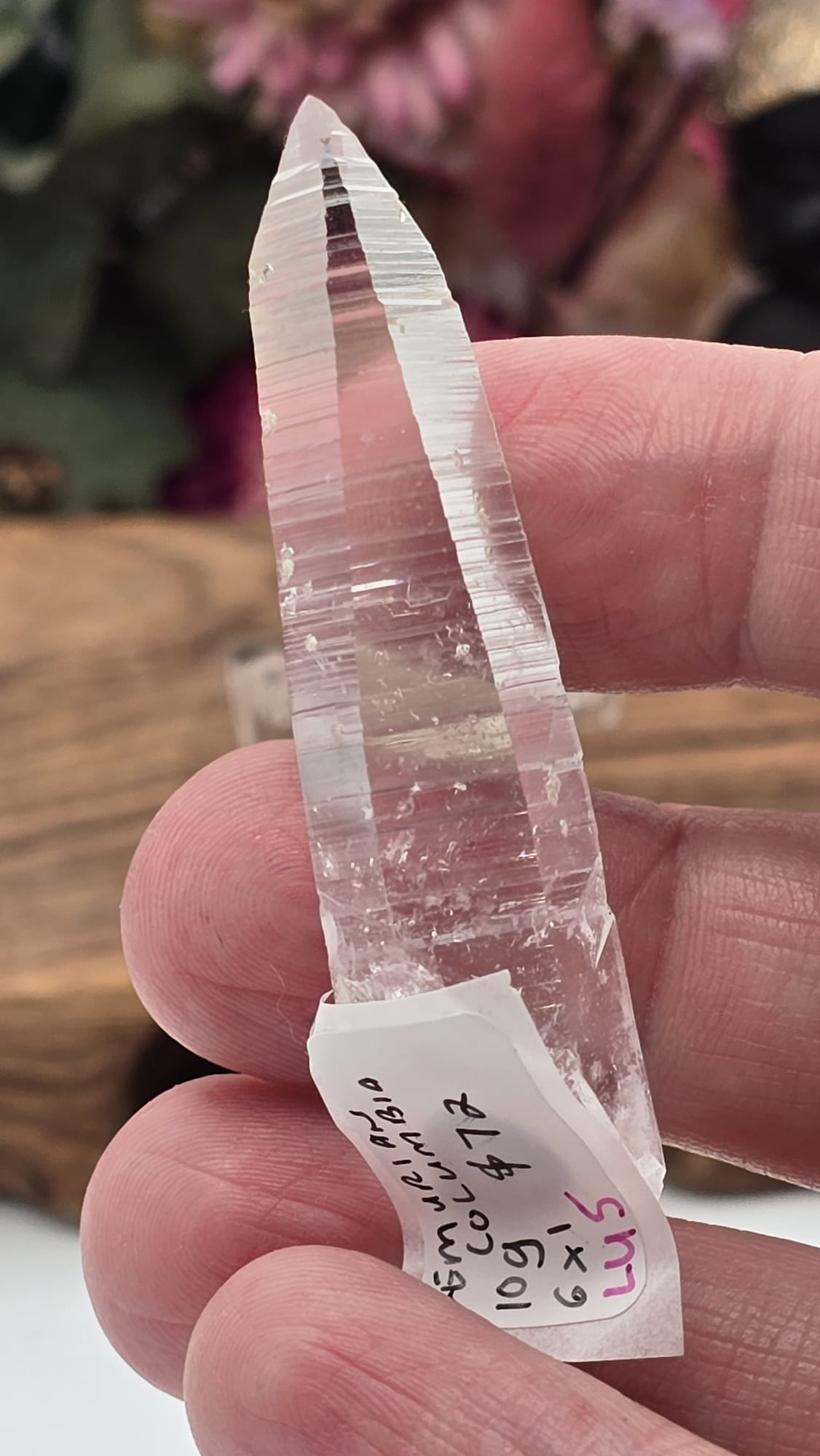 Lemurian ( Columbia)
