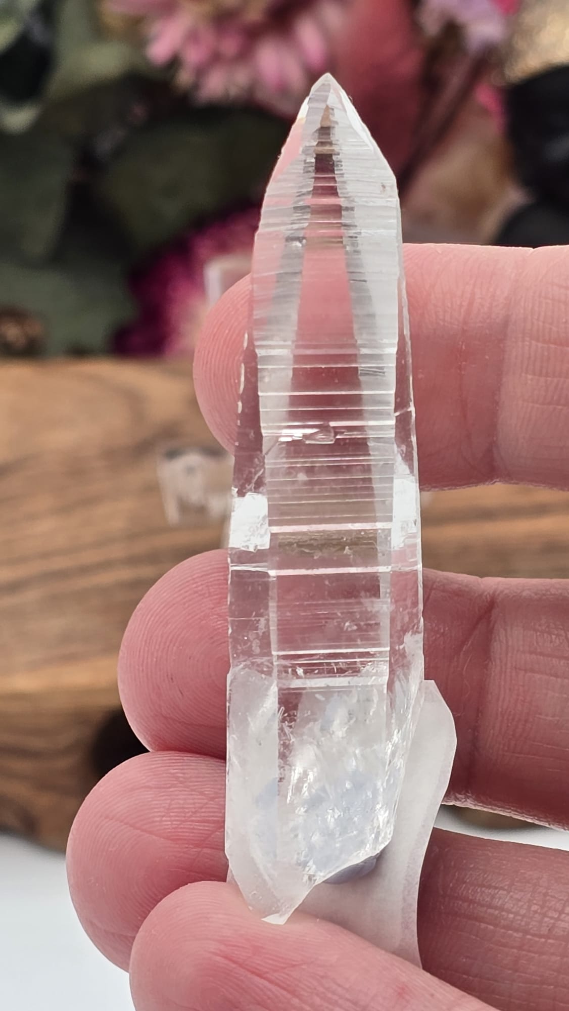 Lemurian ( Columbia)