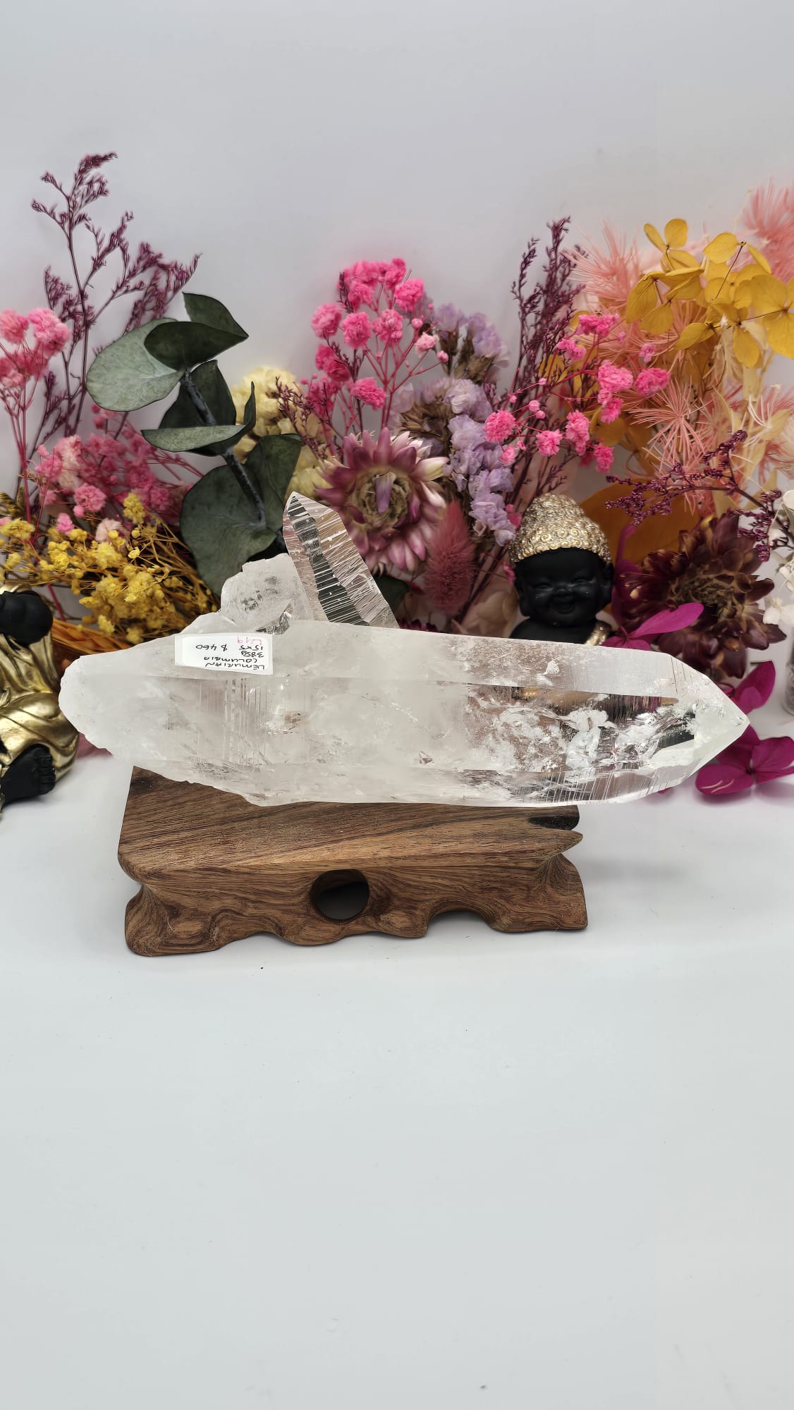 Lemurian ( Columbia)