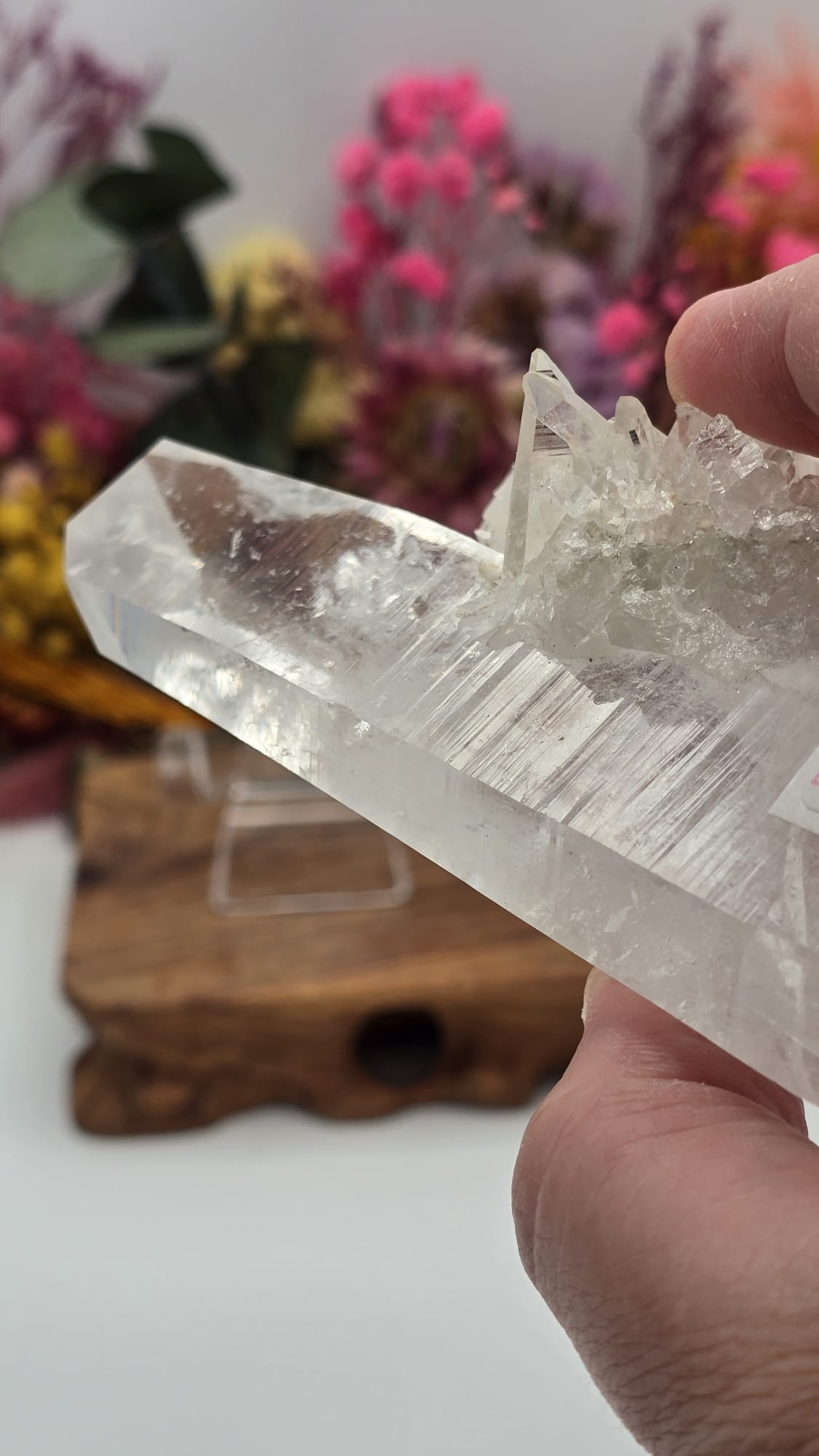 Lemurian ( Australian )