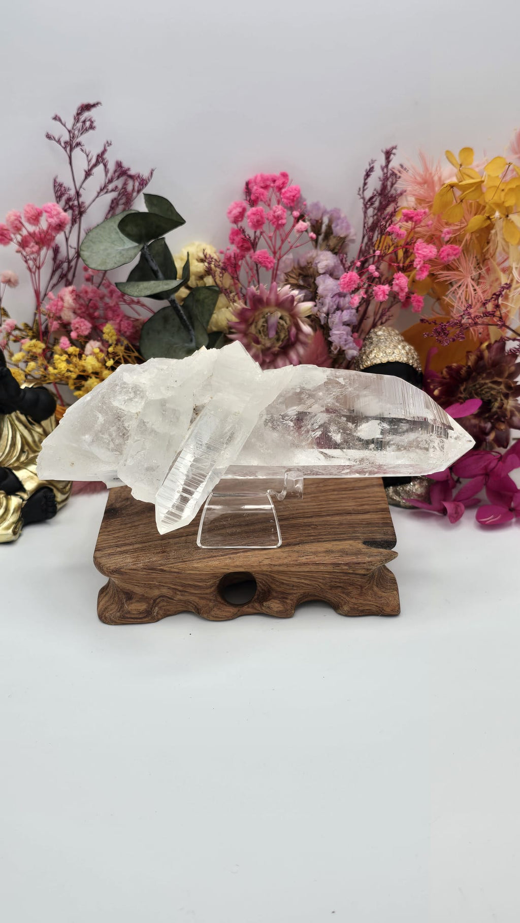 Lemurian ( Columbia)