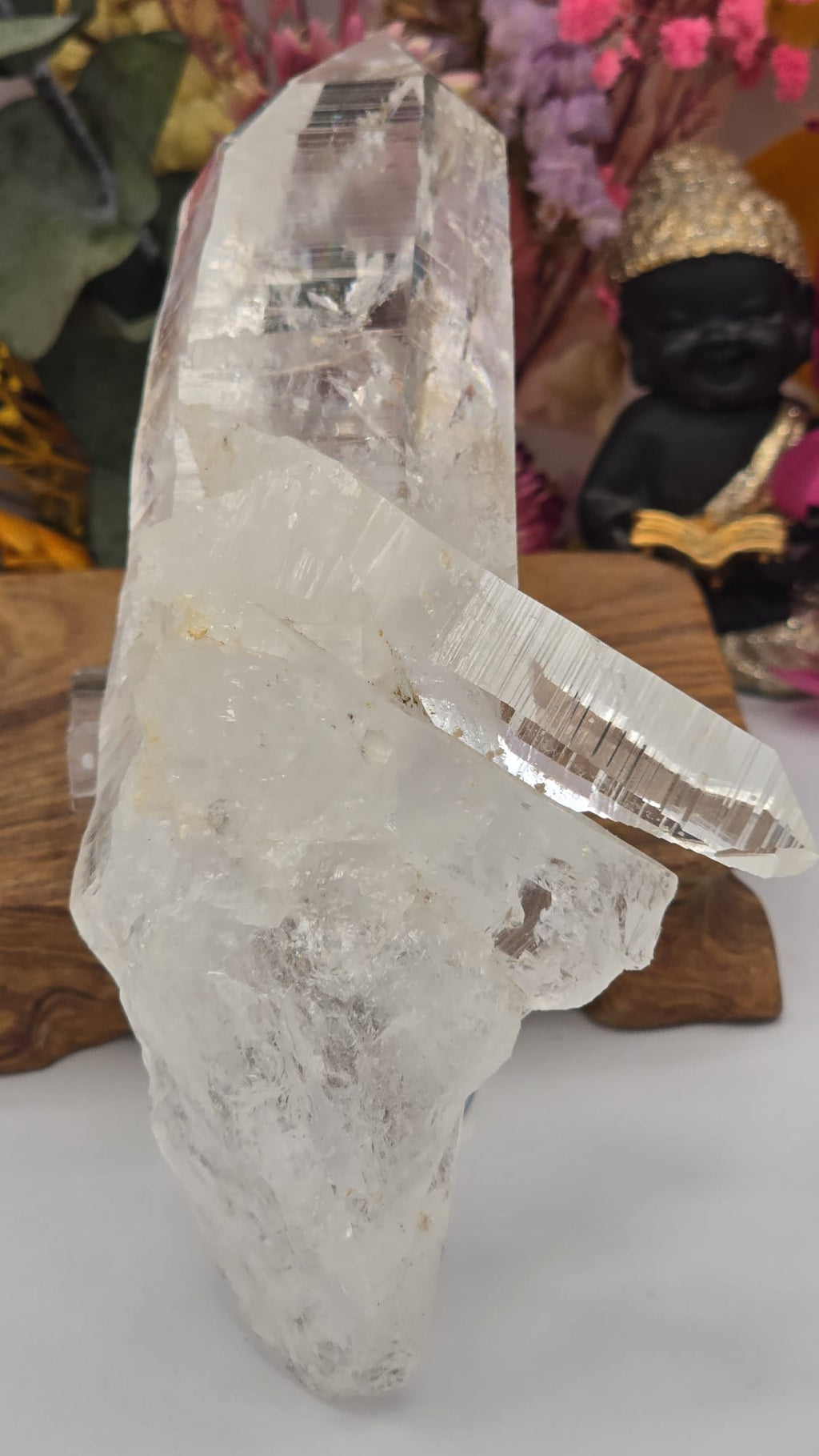 Lemurian ( Columbia)
