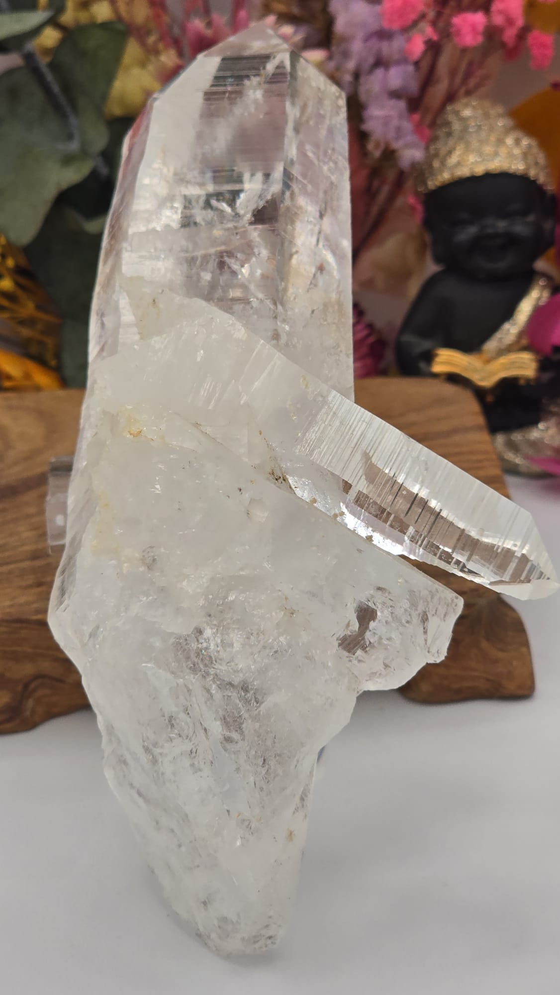 Lemurian ( Columbia)