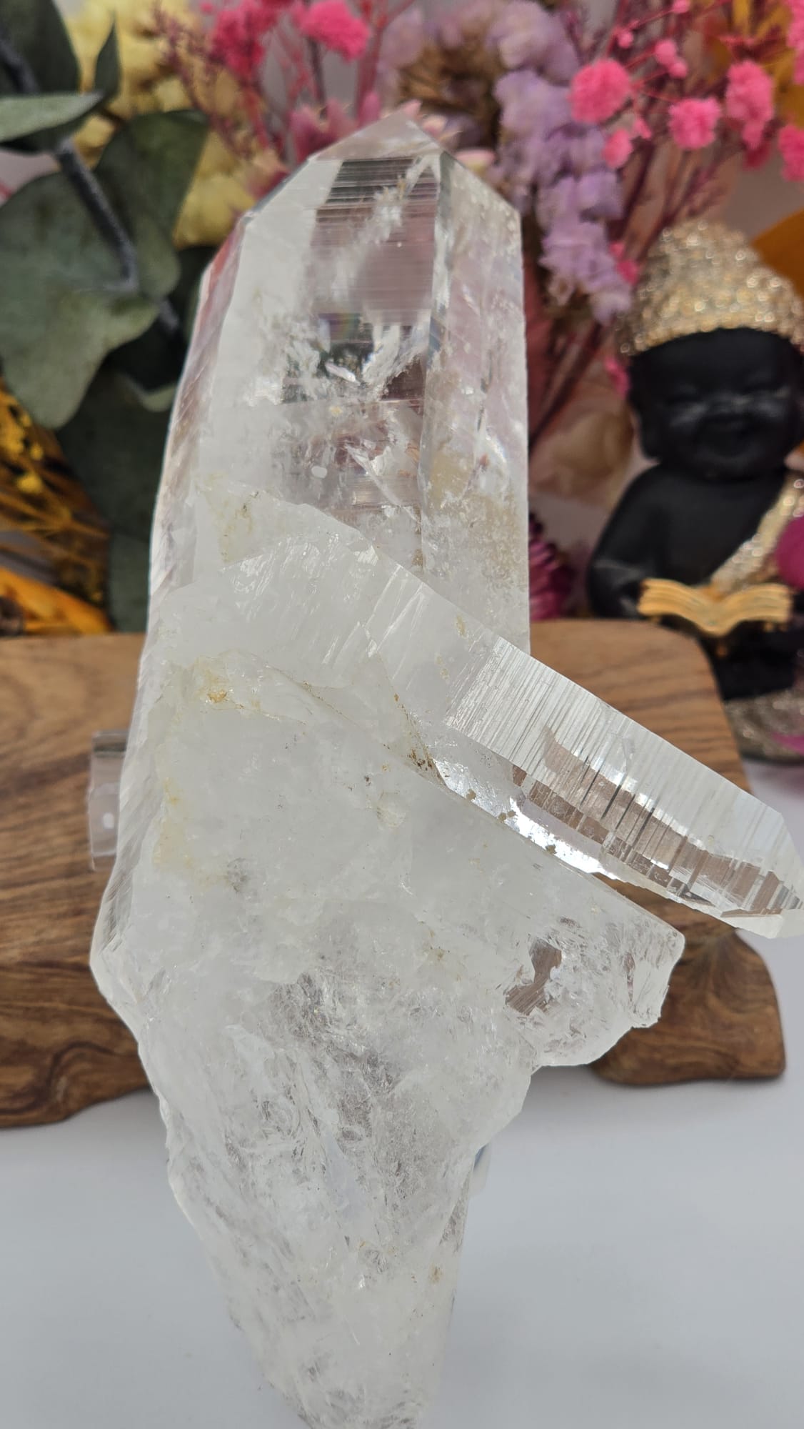 Lemurian ( Columbia)