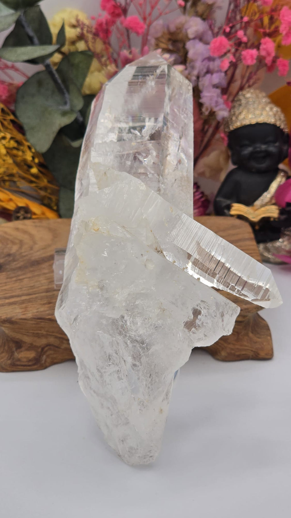 Lemurian ( Columbia)