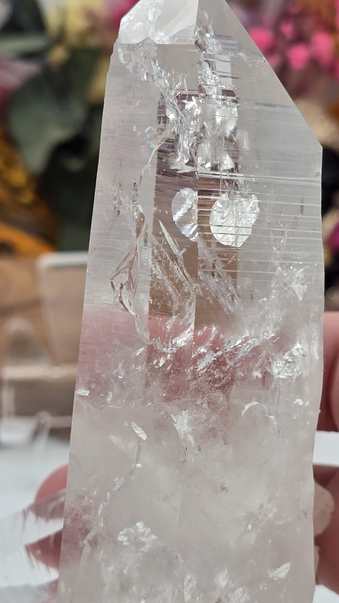 Lemurian ( Columbia)