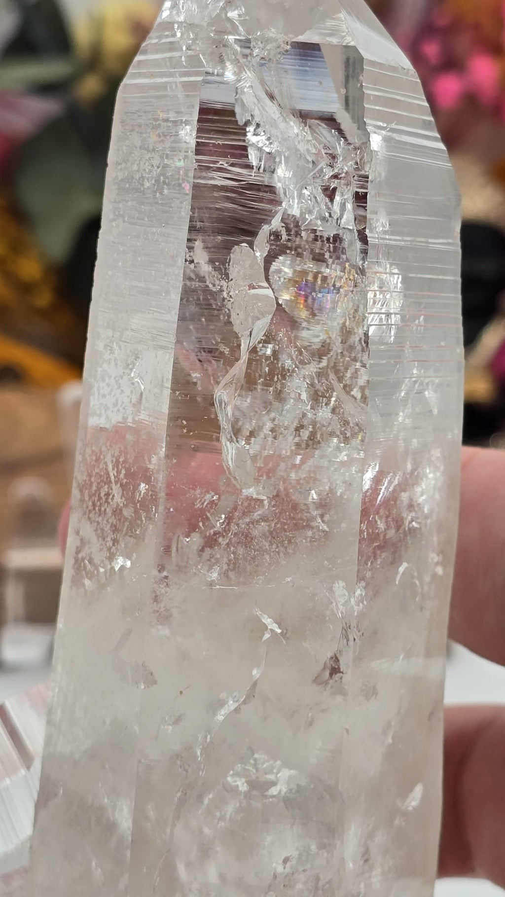 Lemurian ( Columbia)