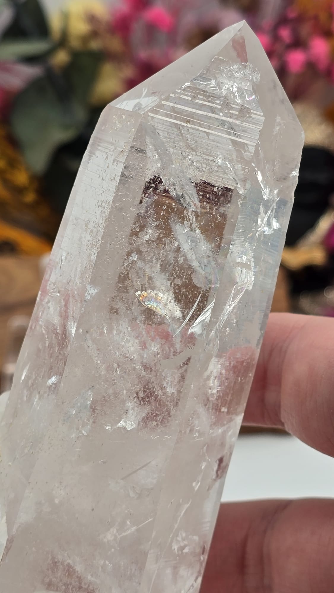 Lemurian ( Columbia)
