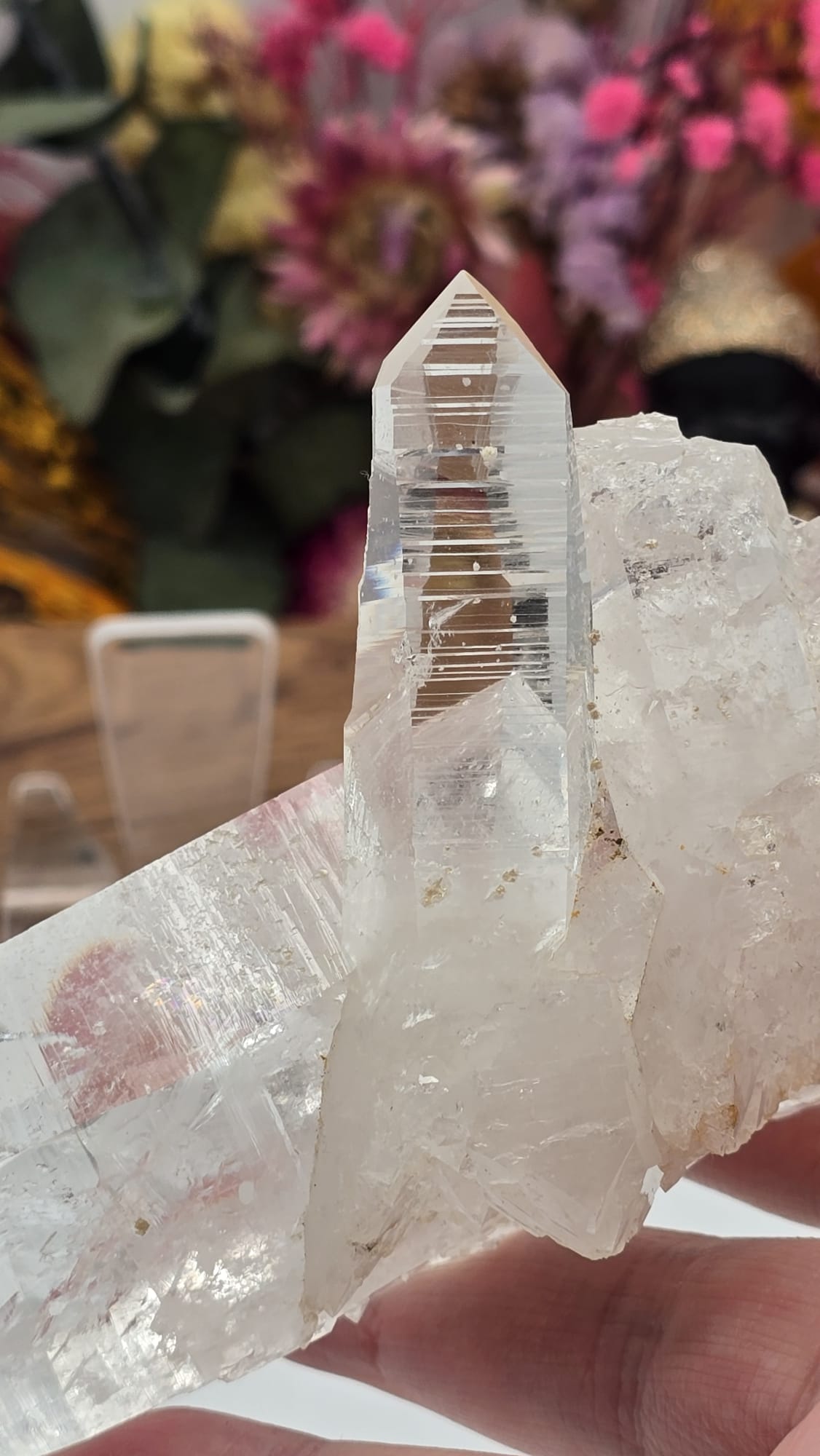 Lemurian ( Columbia)