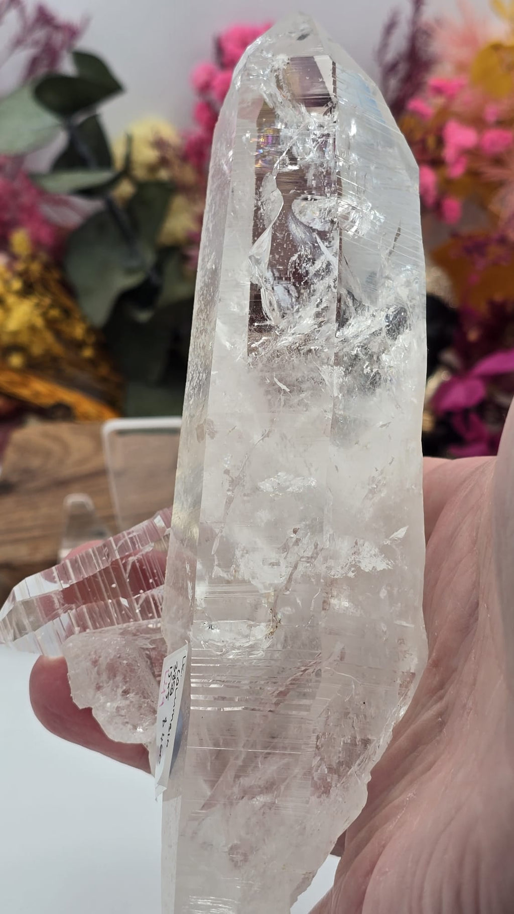 Lemurian ( Columbia)